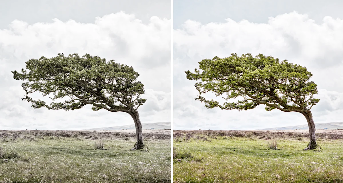 WhiteWall image optimization comparison image tree Side-by-side comparison of a windswept tree on moorland, shown in desaturated and vibrant color versions against cloudy sky