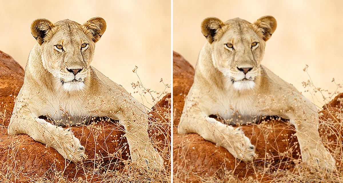 WhiteWall SuperResolution comparison image lion (Desktop) Lioness resting on red earth, surrounded by dry grass in warm sepia tones, with an intense focused gaze. Split image. Left without WhiteWall SuperResolution, right with WhiteWall SuperResolution.