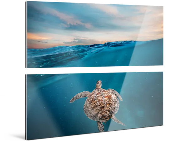 PDP | Multi Panel Wall Art | Images Text Section > Acryl | Media #1 A turtle swims just below the surface of the sea. The whole picture is divided into two parts that hang vertically on the wall.